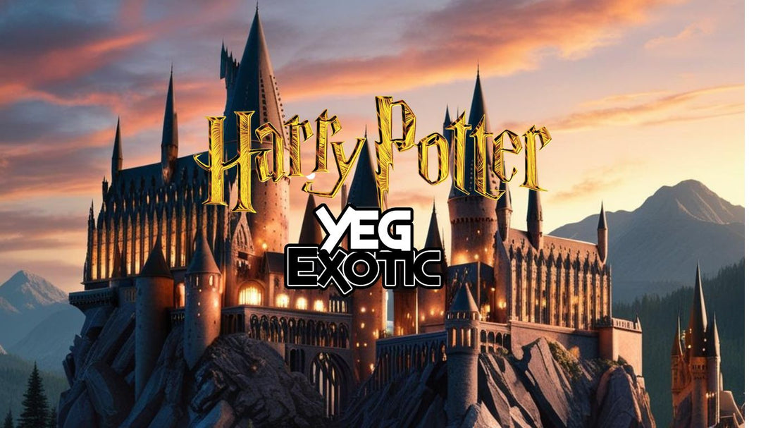 Discover Magical Harry Potter Candy at YEG Exotic: Chocolate Frogs, Jelly Slugs & More!